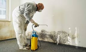 Mold Documentation for Insurance Claims in Grafton, OH